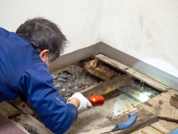 Best Localized Mold Remediation (e.g., coastal areas, humid climates) in Zephyrhills North, FL