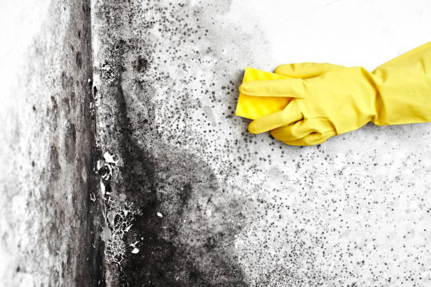 Best Basement Mold Remediation in Zephyrhills North, FL