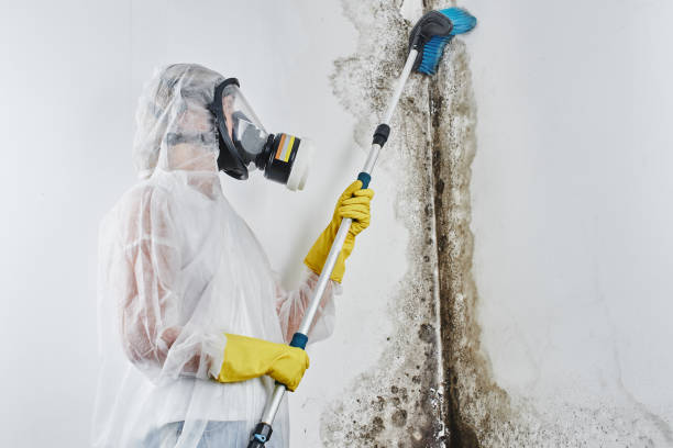 Best Industrial Mold Remediation in Zephyrhills North, FL