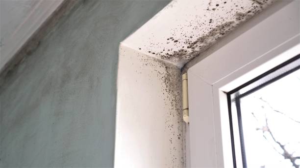 Best Post-Flood Mold Remediation in Zephyrhills North, FL