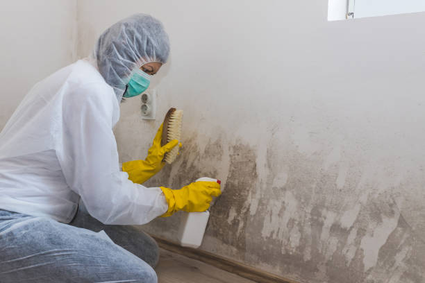 Best Crawl Space Mold Remediation in Zephyrhills North, FL