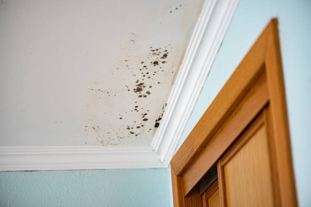 Best Attic Mold Remediation in Zephyrhills North, FL