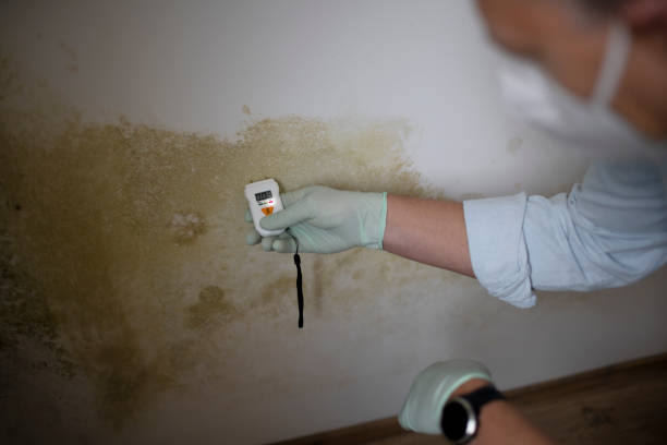 Best Health and Safety Mold Remediation in Zephyrhills North, FL