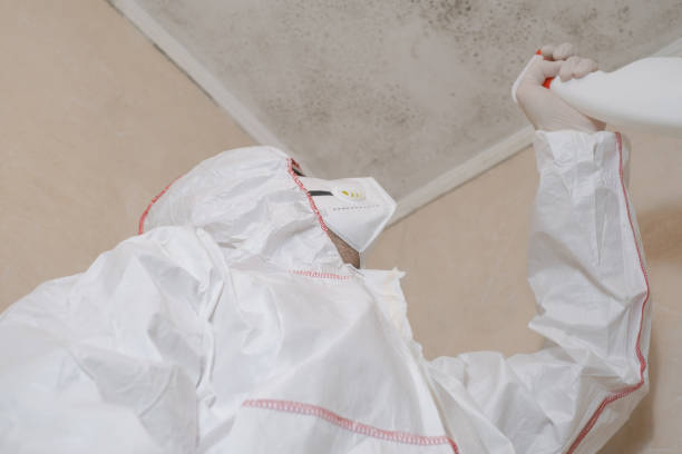 DIY Mold Remediation Support Services