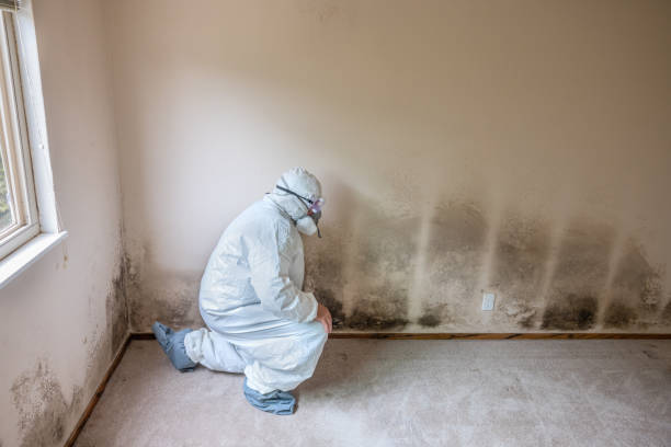Best HVAC Mold Remediation in Zephyrhills North, FL